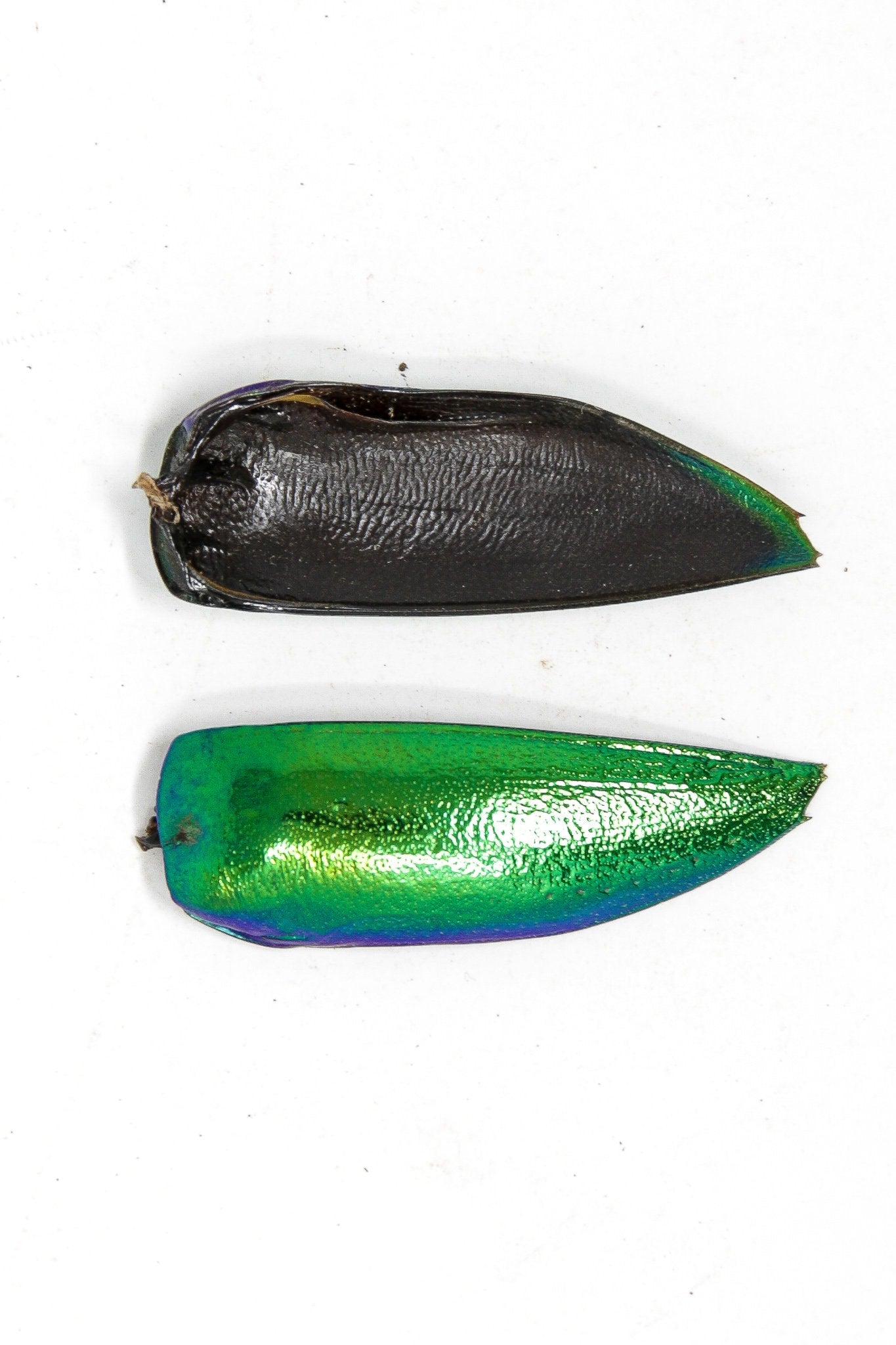 WHOLESALE 1,000 Jewel Beetle Wings | FREE SHIPPING | Sternocera aequisignata | Iridescent Wing Cases Ethically sourced