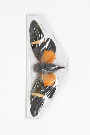 WHOLESALE 10 Orange Cicadas A1 Spread Specimens (Tosena paviei) 80mm Entomology Taxidermy Artistic