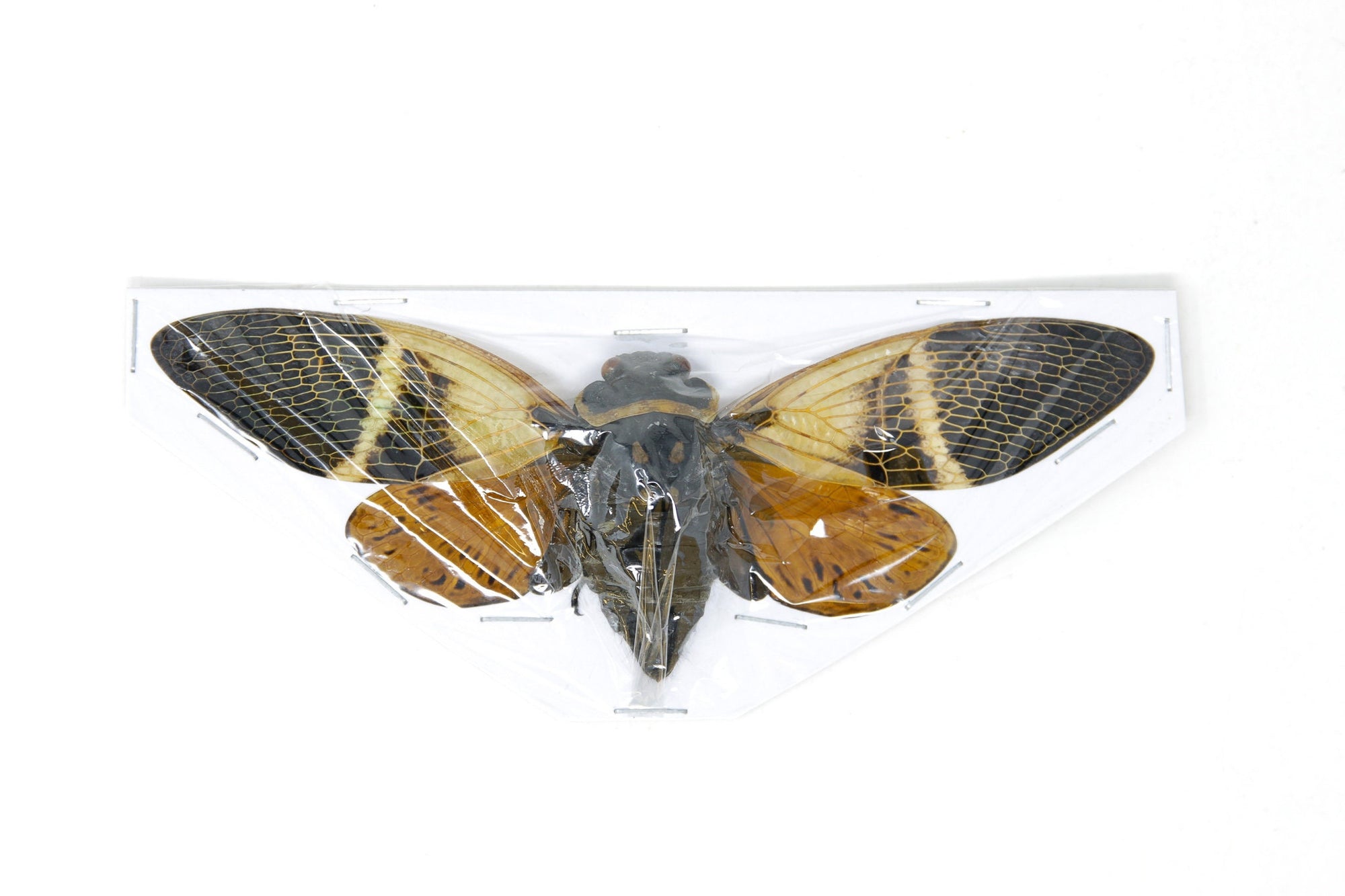 Two (2) Giant Coconut Cicadas, Angamiana floridula 135mm | A1 Spread Specimens, Entomology