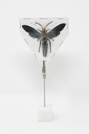 Two (2) Giant Scoliid Wasp XL - Megascolia procer, Dry-Preserved Specimens, Entomology, Taxidermy, Insect Art Supplies | 2.5-3 Inch Wingspan