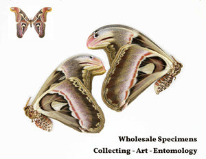 LOT OF 100 Giant Atlas Moths (Attacus atlas) A1 Unmounted Specimens WHOLESALE