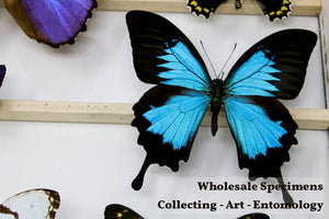 Wholesale Pack of 10 Papilio ulysses The Blue Swallowtail Butterfly Unmounted Specimens for Entomology Taxidermy Art Collecting & Study