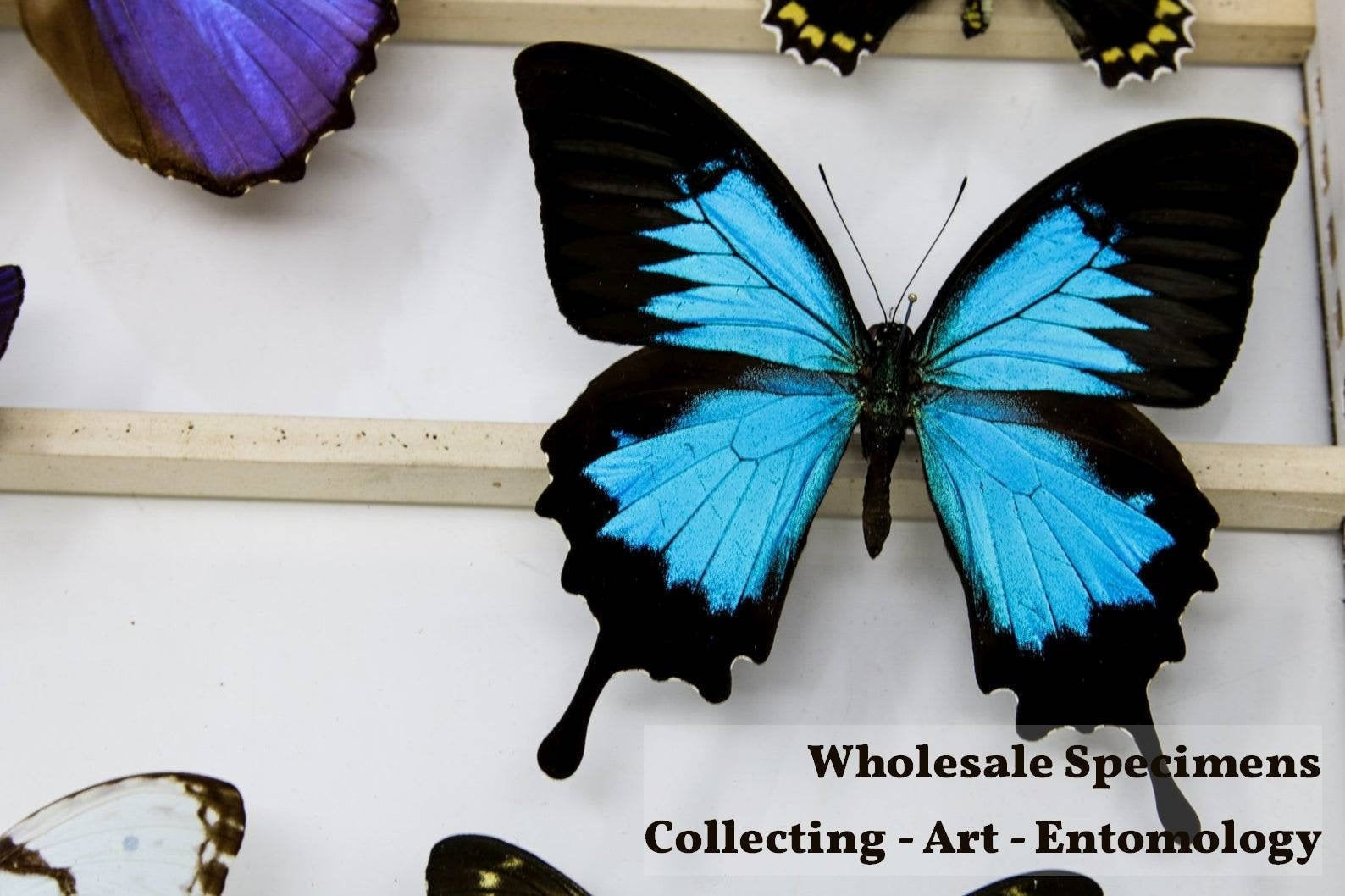 10 x Blue Swallowtail Butterflies (Papilio ulysses) A2 Unmounted Specimens (A2 WING DAMAGED)