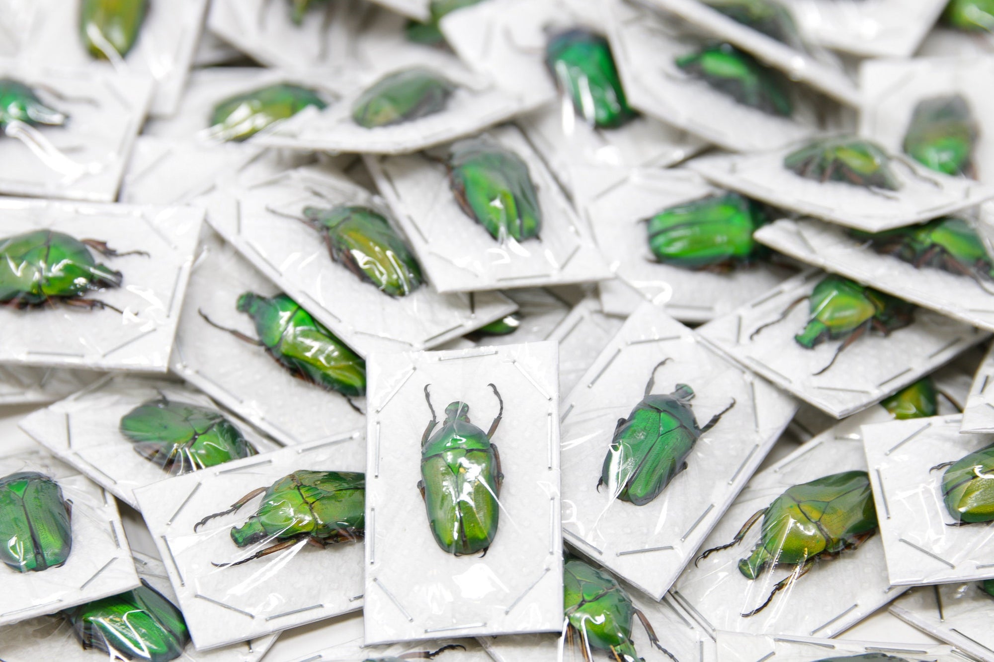 TWO (2) Green Flower Beetles | Euchloropus laetus | Ethical Insect Specimens for Entomology and Art