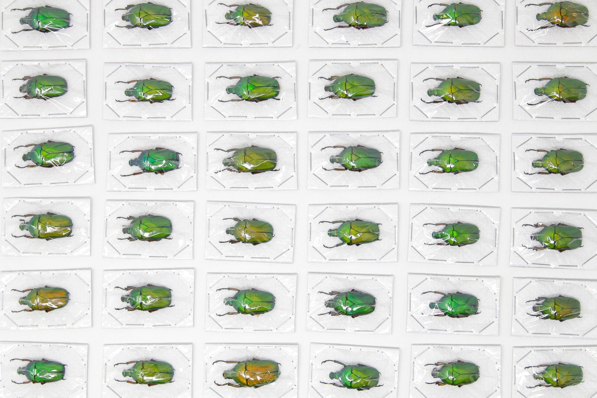 TWO (2) Green Flower Beetles | Euchloropus laetus | Ethical Insect Specimens for Entomology and Art