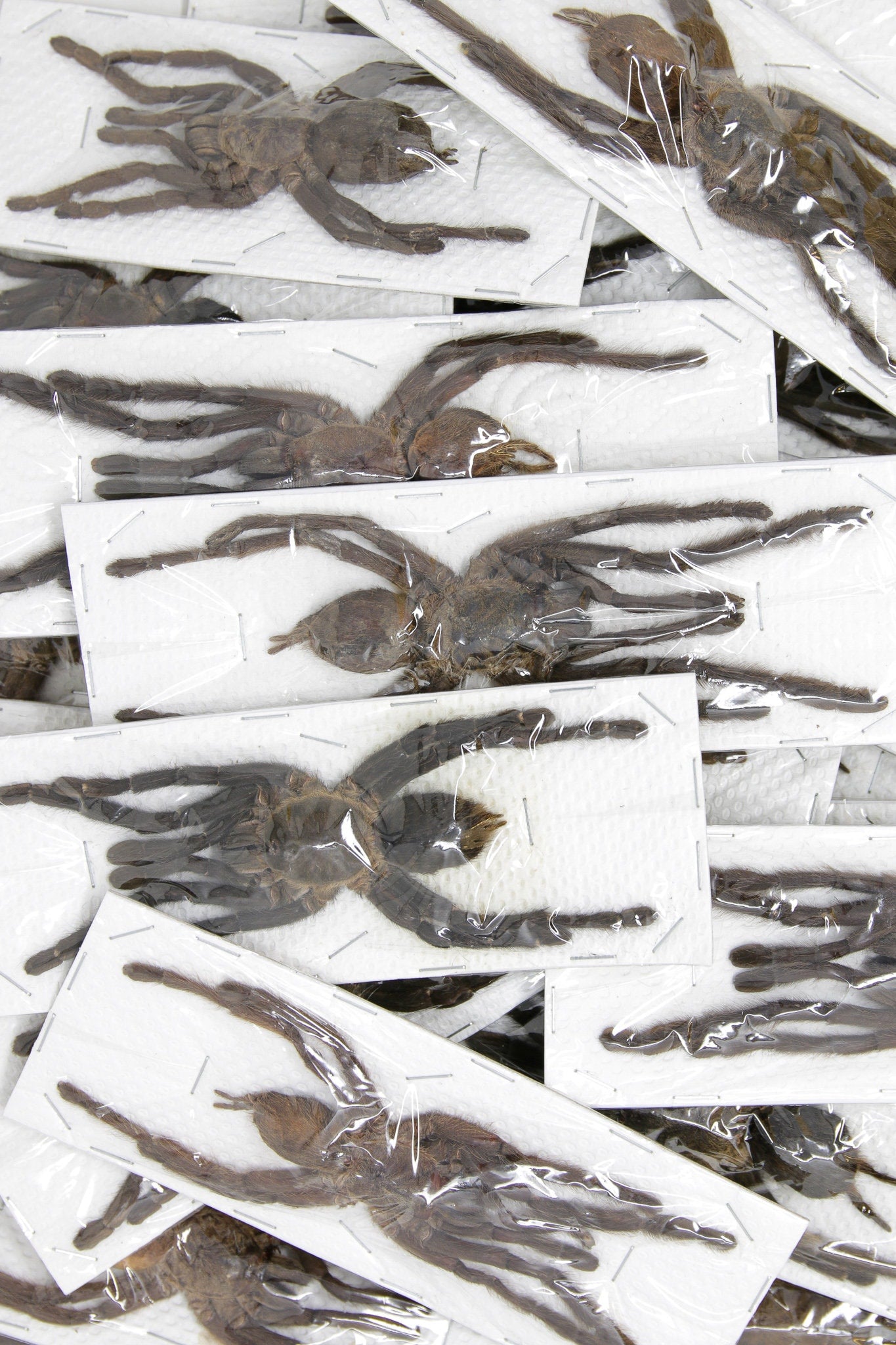 Two (2) Thai Bird-eating Tarantulas (Cyriopagopus minax) 120-140mm +/-  A1 Haplopelma Spiders, Arachnids, Entomology