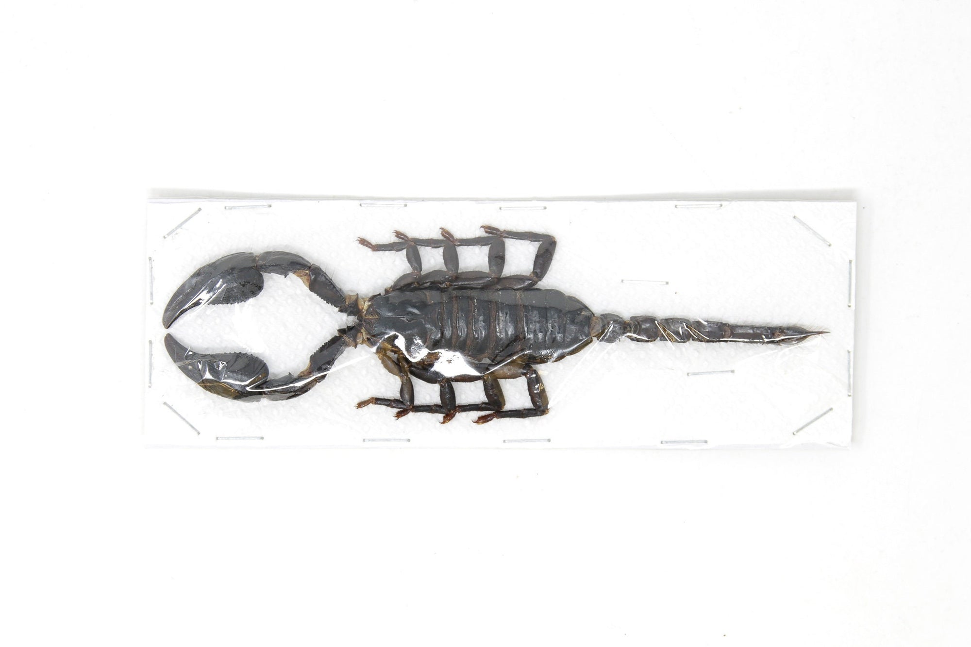 WHOLESALE 20 Giant Forest Scorpions, Heterometrus spinifer, 120-140mm A1 Entomology Specimens