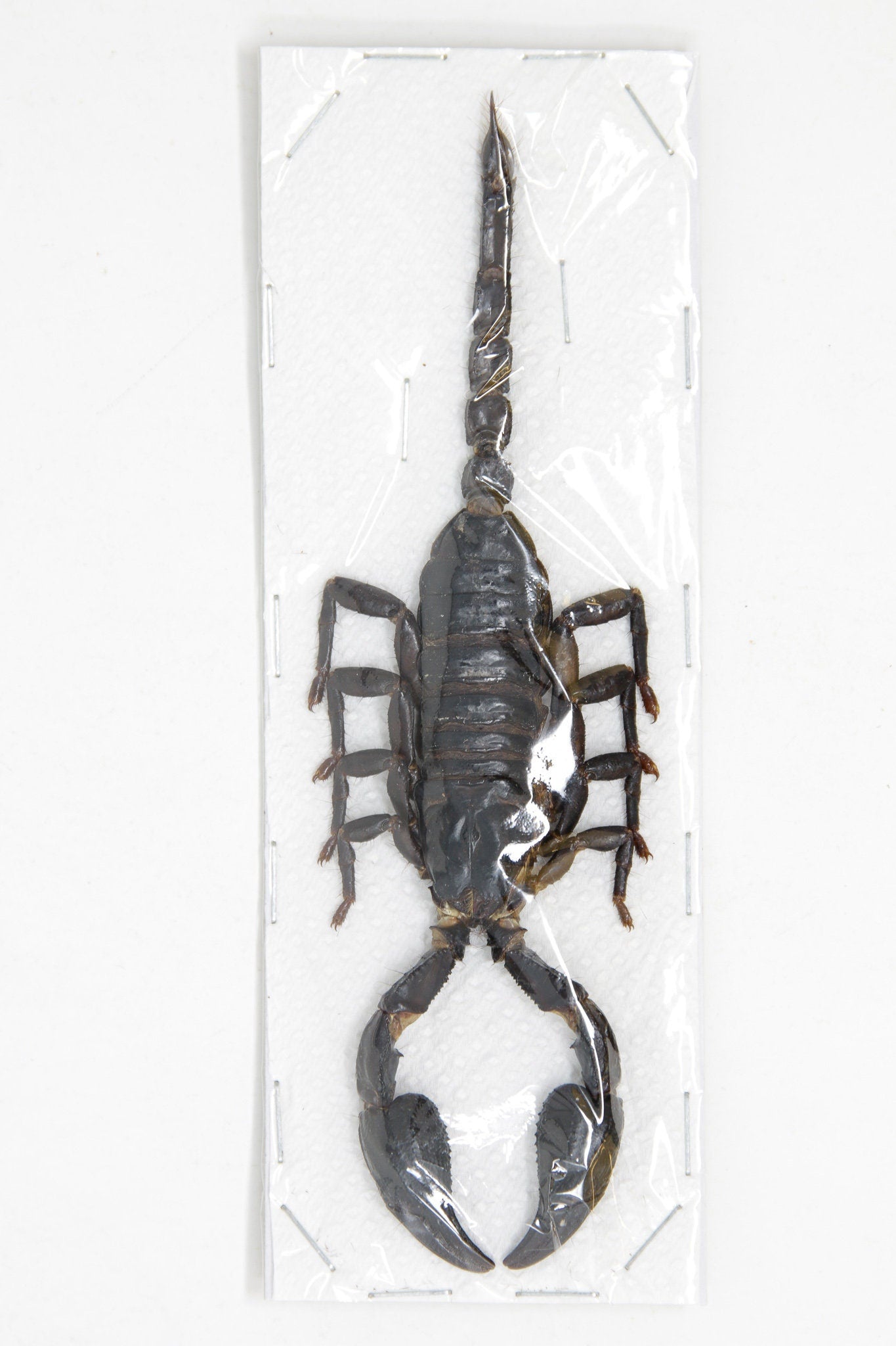 WHOLESALE 20 Giant Forest Scorpions, Heterometrus spinifer, 120-140mm A1 Entomology Specimens