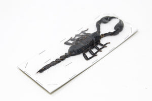 WHOLESALE 20 Giant Forest Scorpions, Heterometrus spinifer, 120-140mm A1 Entomology Specimens