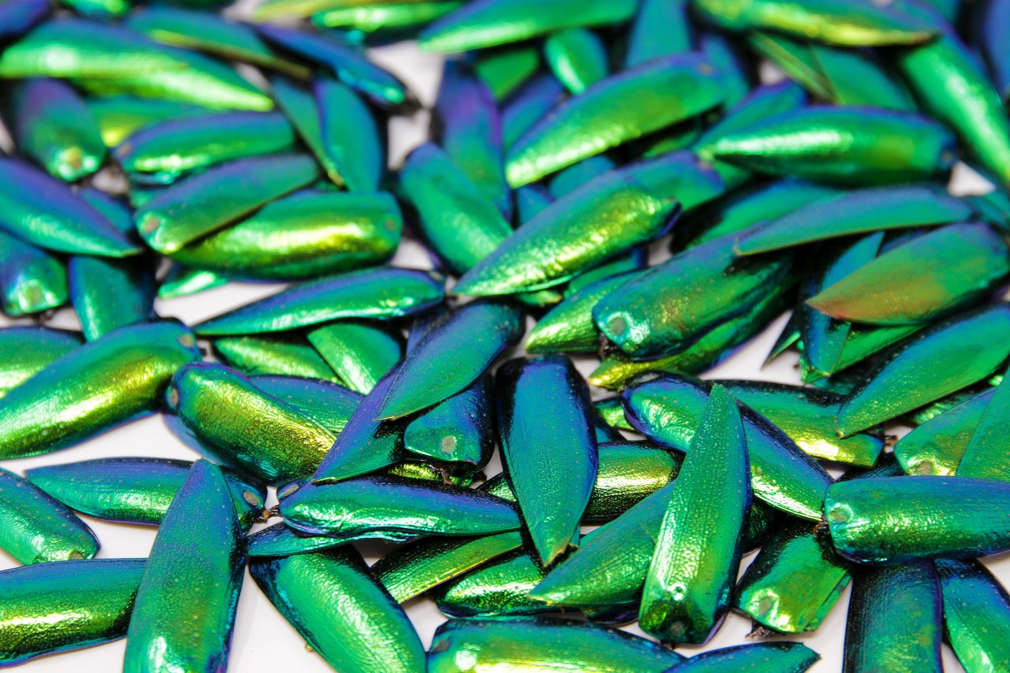 WHOLESALE 1,000 Jewel Beetle Wings | FREE SHIPPING | Sternocera aequisignata | Iridescent Wing Cases Ethically sourced