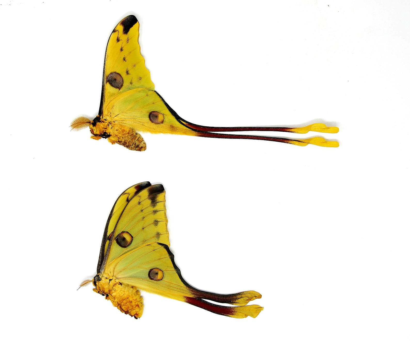 TWO (2) Madagascan Comet Moths A1 PAIR (Argema mittrei) A1 Unmounted Specimens Ethically Sourced