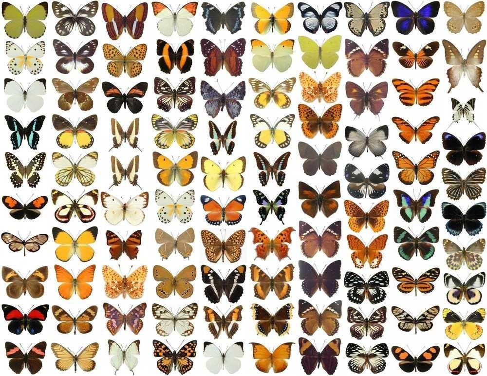 10 WINGS-OPEN SPREAD Butterfly Specimens for Artistic Creation, Framing, Collecting, A1 Fine Quality