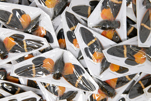 WHOLESALE 10 Orange Cicadas A1 Spread Specimens (Tosena paviei) 80mm Entomology Taxidermy Artistic