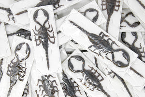 WHOLESALE 20 Giant Forest Scorpions, Heterometrus spinifer, 120-140mm A1 Entomology Specimens