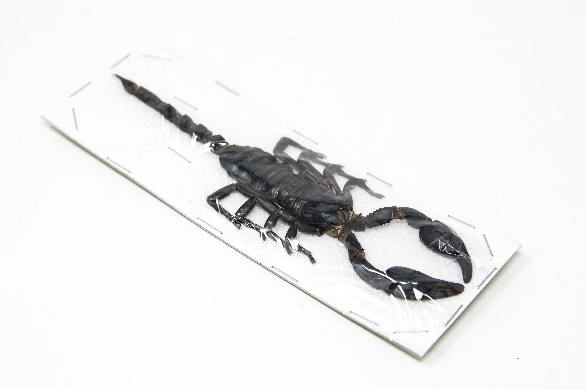 WHOLESALE 20 Giant Forest Scorpions, Heterometrus spinifer, 120-140mm A1 Entomology Specimens