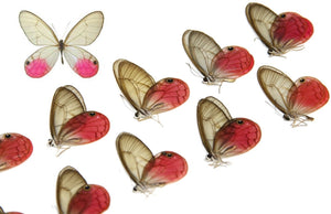 WHOLESALE 10 Pink Clearwings Butterflies, Cithaerias aurorina | A1 Dry-Preserved Unmounted Specimens