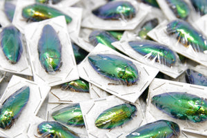 WHOLESALE 20 Metallic Green Jewel Beetles | Sternocera ruficornis | A1 Entomology Specimens