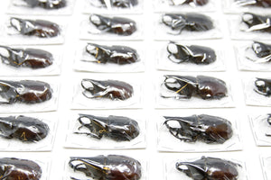 WHOLESALE 20 Thai Rhino Beetles | Xylotrupes gideon | Ethical Insect Specimens for Entomology and Art