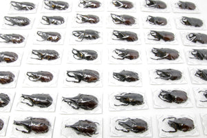 WHOLESALE 10 Thai Rhino Beetles | Xylotrupes gideon | Ethical Insect Specimens for Entomology and Art