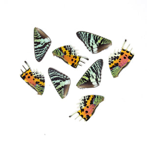 48 Loose Madagascan Sunset Moth Wings | Chrysiridia rhipheus | Wholesale Butterfly Wings for Art