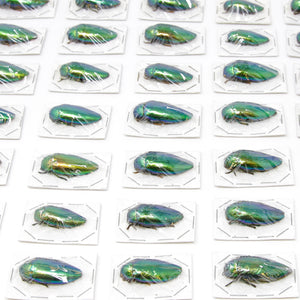 WHOLESALE 20 Metallic Green Jewel Beetles | Sternocera ruficornis | A1 Entomology Specimens