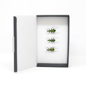 Trio of Chrysocarabus splendens | Pinned Insect Specimens with Collection Data (JN21-58)