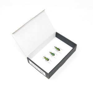 Trio of Chrysocarabus splendens | Pinned Insect Specimens with Collection Data (JN21-58)