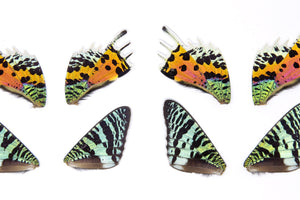 48 Loose Madagascan Sunset Moth Wings | Chrysiridia rhipheus | Wholesale Butterfly Wings for Art