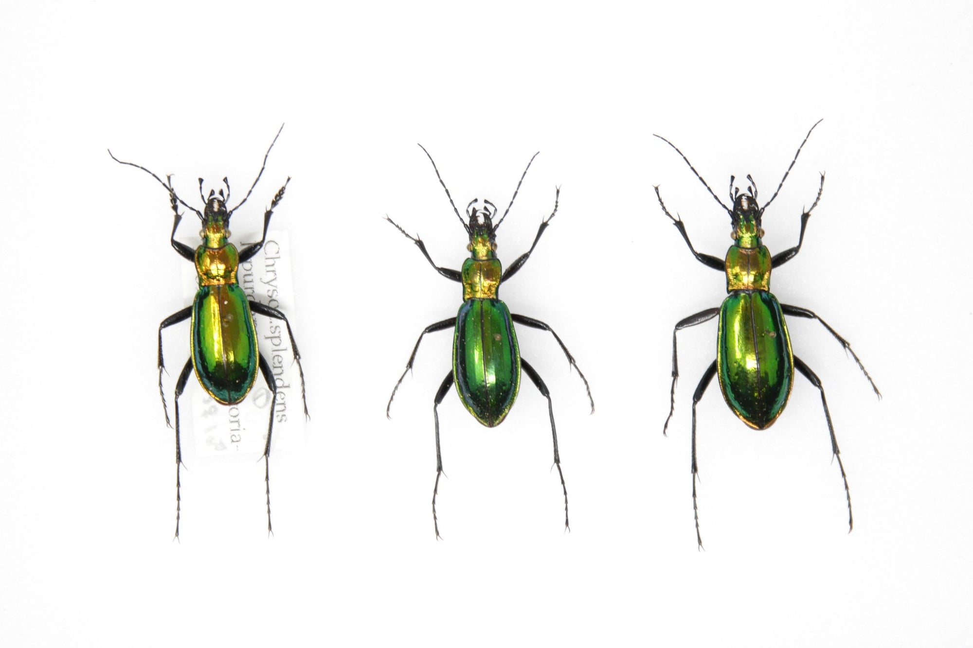 Trio of Chrysocarabus splendens | Pinned Insect Specimens with Collection Data (JN21-58)