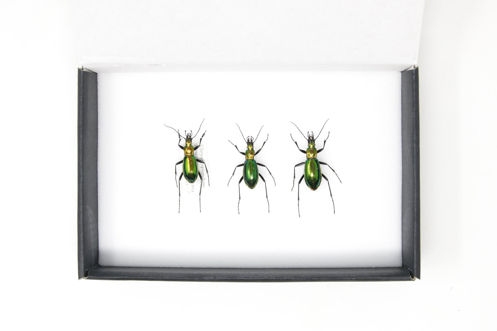 Trio of Chrysocarabus splendens | Pinned Insect Specimens with Collection Data (JN21-58)