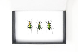 Trio of Chrysocarabus splendens | Pinned Insect Specimens with Collection Data (JN21-58)