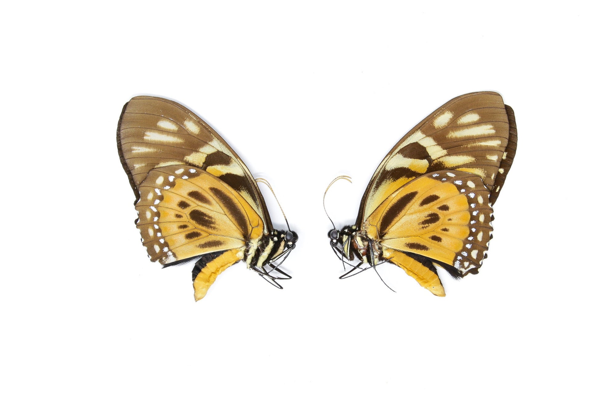 2 x The Orange Mimic-Swallowtail, Papilio zagreus A1, Unmounted Papered Butterflies, Entomology Specimens