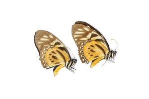 2 x The Orange Mimic-Swallowtail, Papilio zagreus A1, Unmounted Papered Butterflies, Entomology Specimens