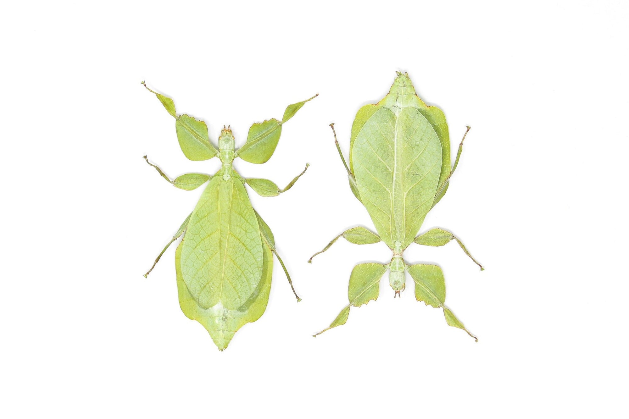 TWO (2) Giant Leaf Insects | Phyllium celebicum | A1 Entomology Specimens