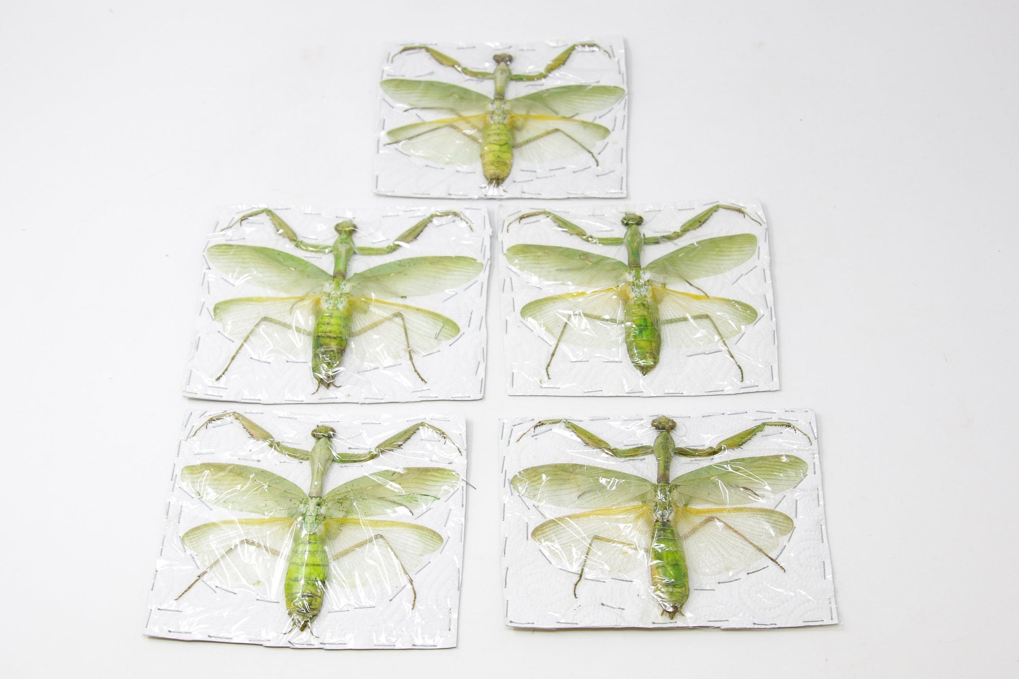 Pack of 10 Assorted GREEN Praying Mantis, A1 Spread Specimens, Various Sizes