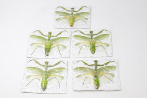 Pack of 10 Assorted GREEN Praying Mantis, A1 Spread Specimens, Various Sizes