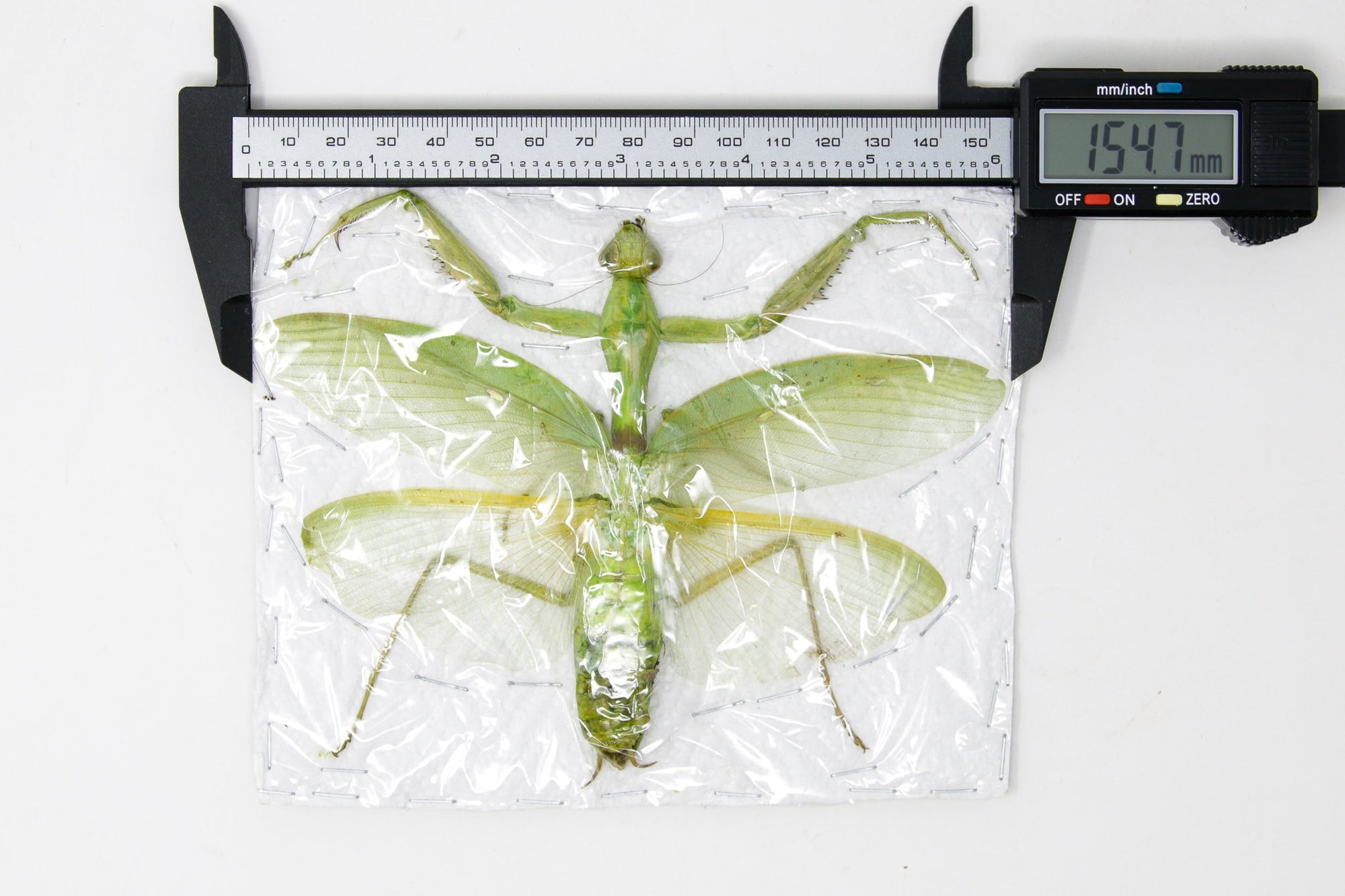 1 x Large Green Praying Mantis Thailand, Spread Specimens, Taxidermy Entomology