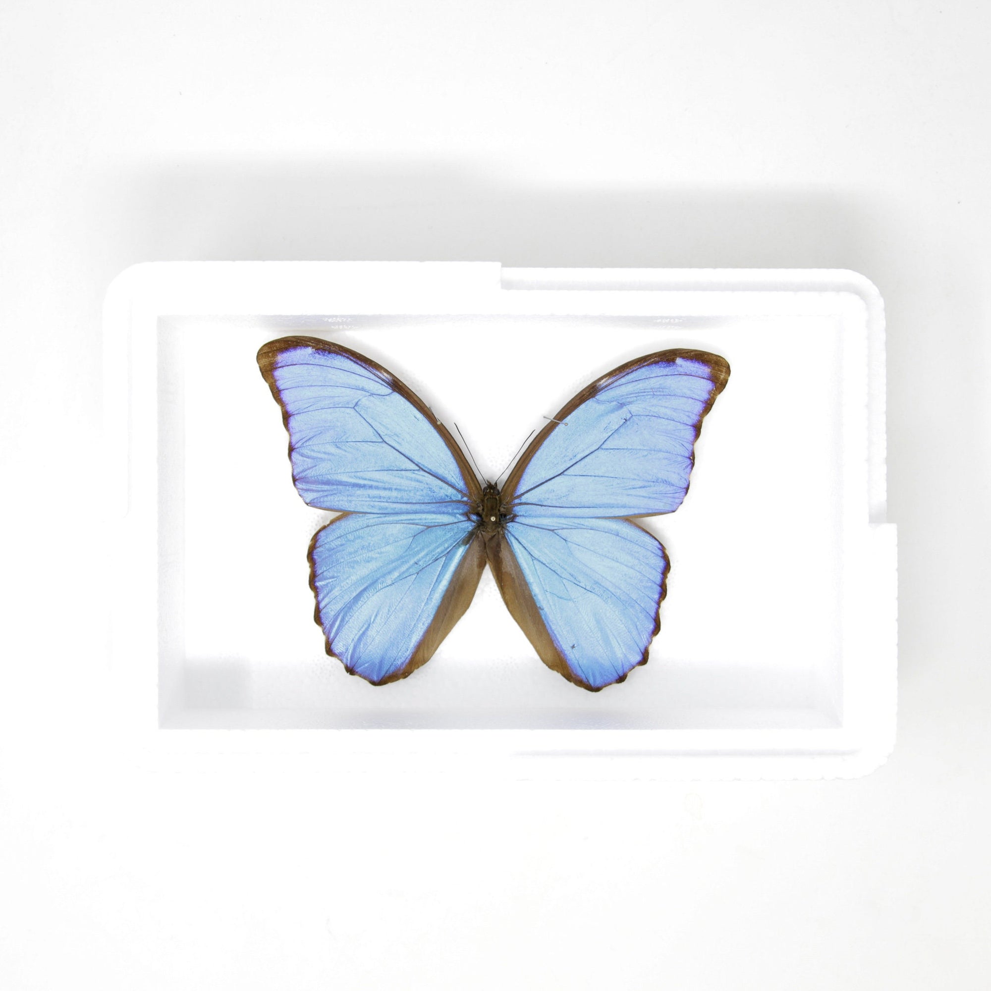 1 x Giant Blue Morpho Butterfly | WINGS SPREAD | Morpho didius | A1 Dried Specimen