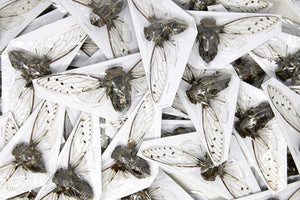 TWO (2) Clear-Wing Cicadas, Assorted Thailand Species 75-100mm | A1 Spread Specimens