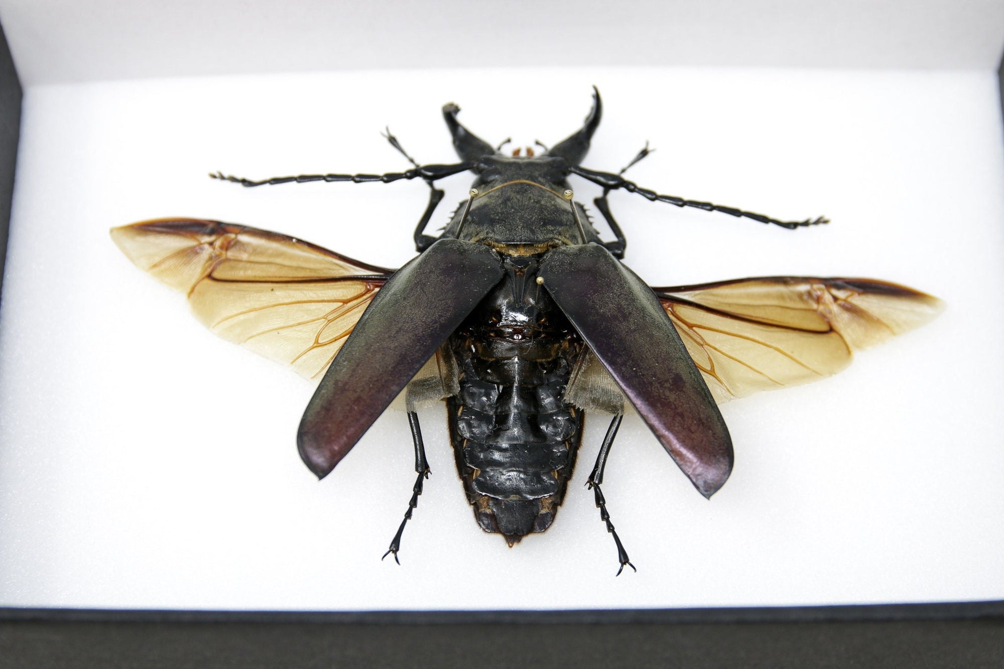 Beetle Specimen with Collection Data, A1 Quality, Entomology #SKU15