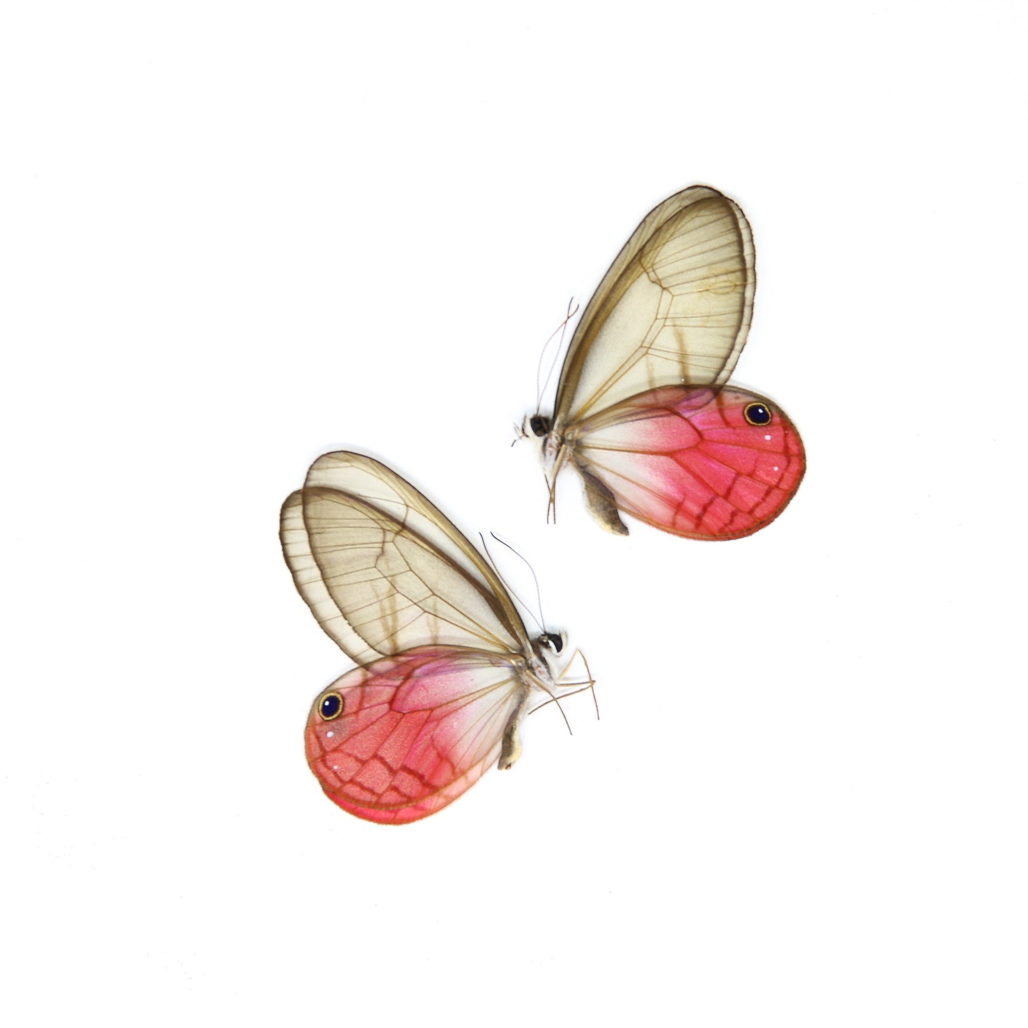 WHOLESALE 10 Pink Clearwings Butterflies, Cithaerias aurorina | A1 Dry-Preserved Unmounted Specimens