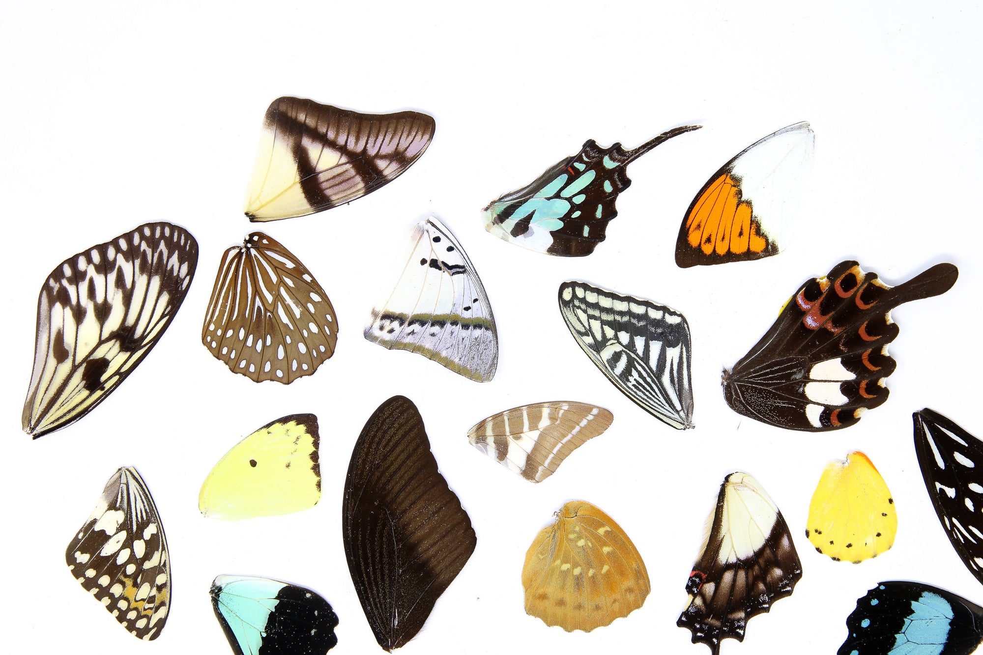 25 Loose Butterfly Wings A1, Various Assorted, Ethical Butterflies for Artistic Creation