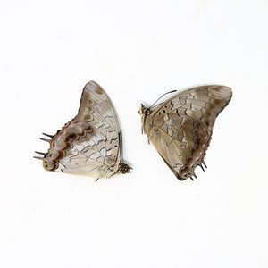 Two (2) Charaxes etheocles "Demon Charaxes" A1 Real Dry-Preserved Butterflies