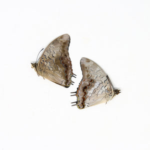 Two (2) Charaxes etheocles "Demon Charaxes" A1 Real Dry-Preserved Butterflies