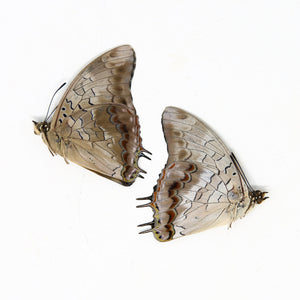 Two (2) Charaxes etheocles "Demon Charaxes" A1 Real Dry-Preserved Butterflies