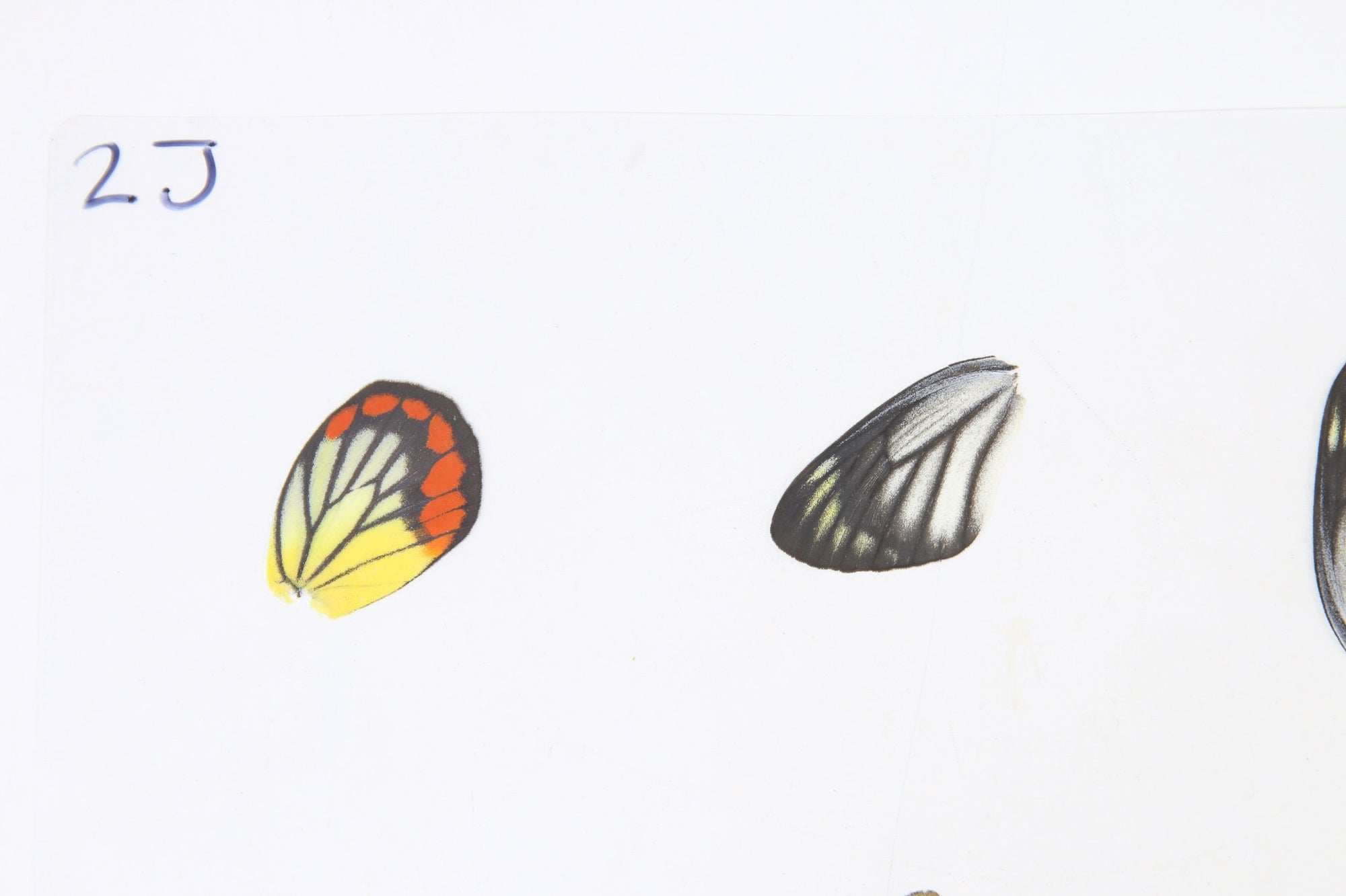 Laminated Sheet of Real Ethical Butterfly Wings for Art and Jewelry Making | A5 Glossy 80 mic 154 x 216mm (SKU: 2J)