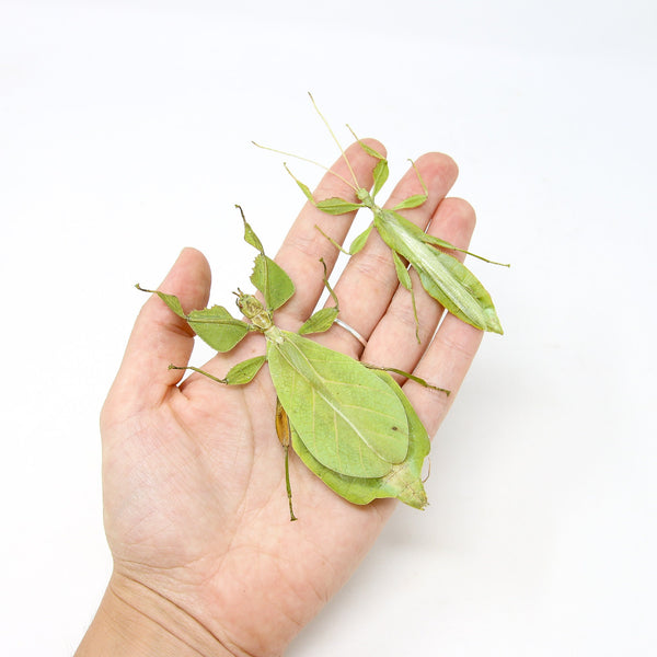 True Stick Insect Giant Sulawesi Leaf-Phyllium 2024 Celebicum under Globe Contemporary-Cabinet Curiosities-Bell Glass-Naturalized-Entomology