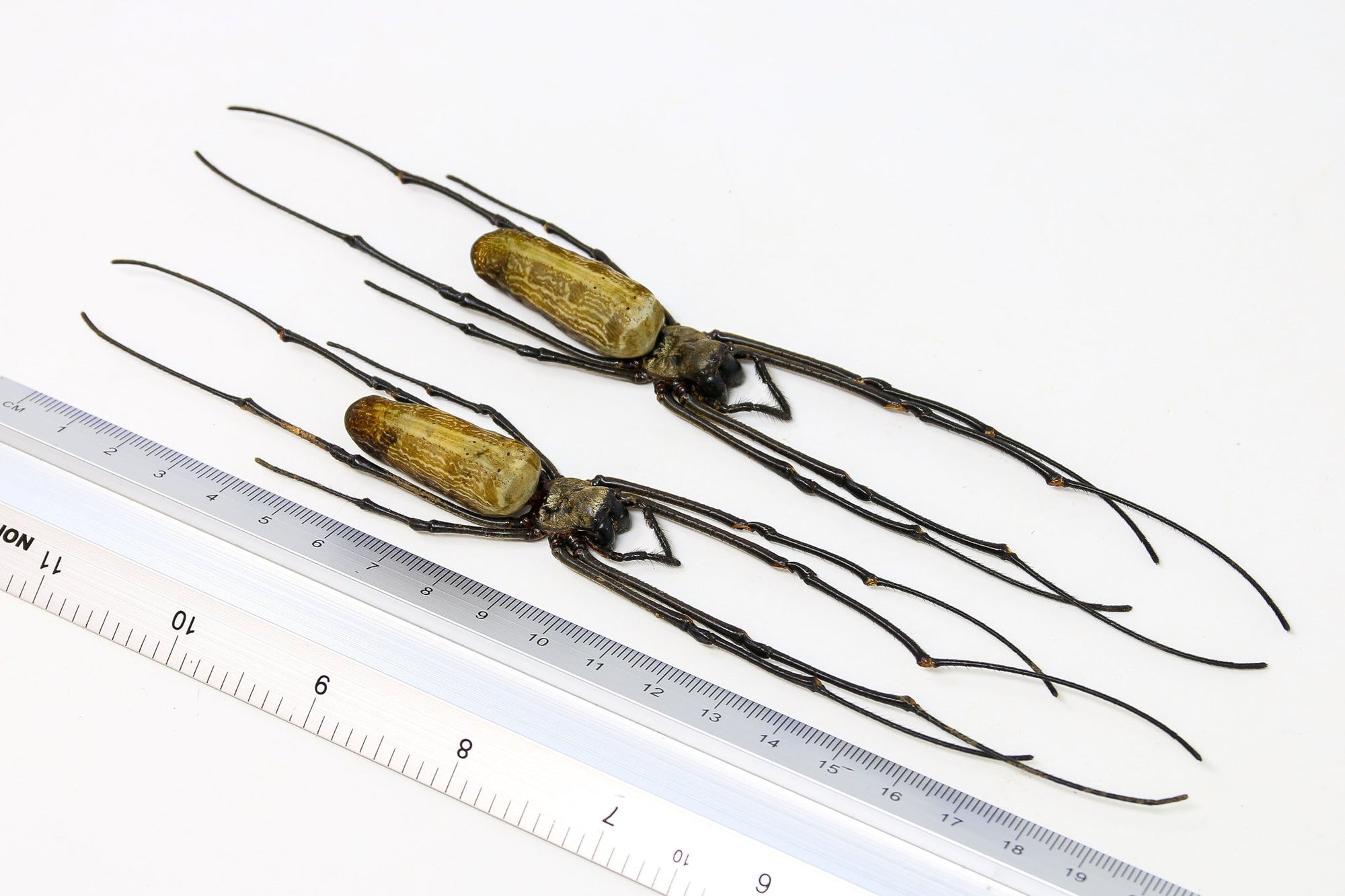 TWO (2) x Golden Orb Weaver Spiders (Nephila pilipes) A1 Dry-preserved Specimen 8 inches