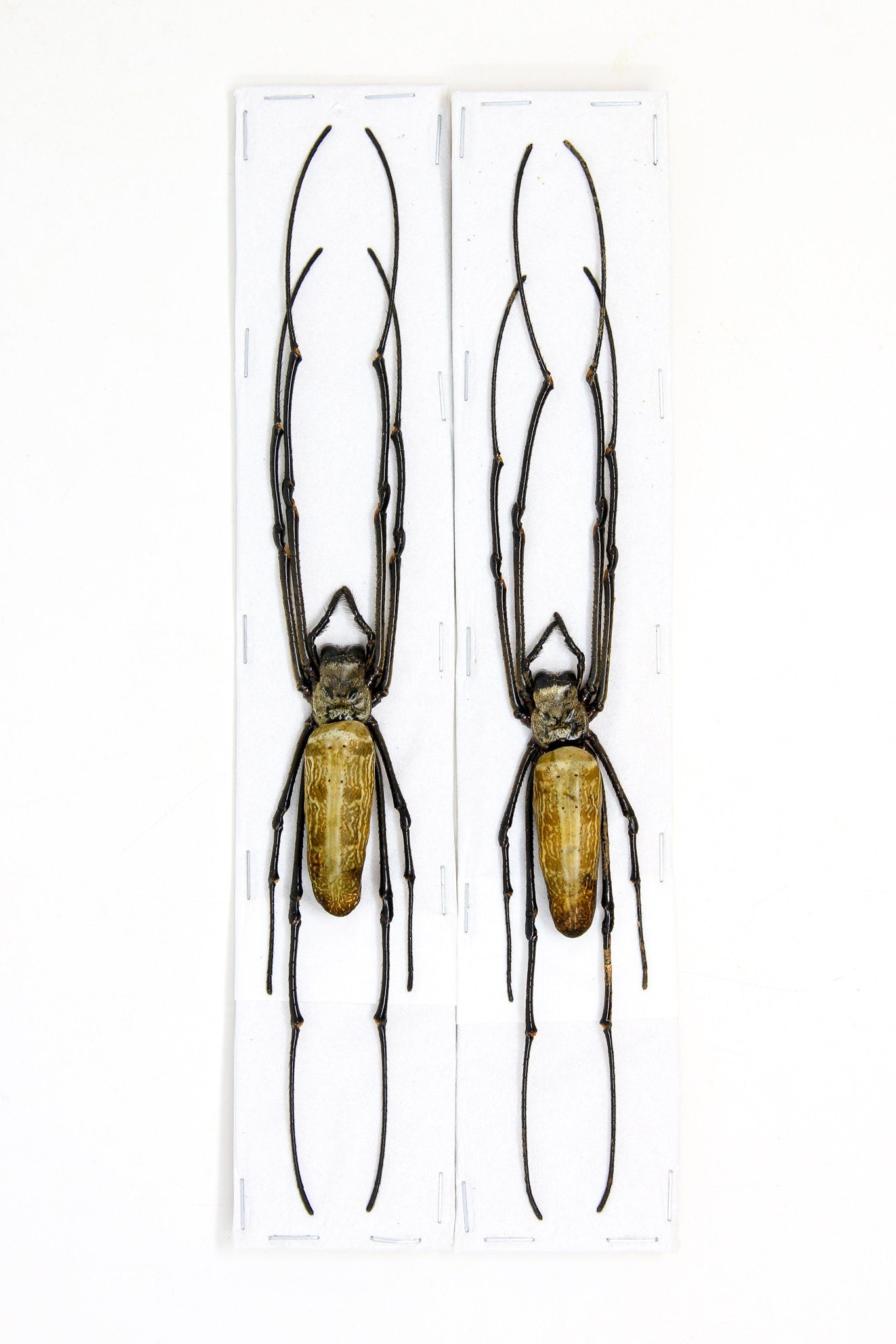 10 x Golden Orb Weaver Spiders (Nephila pilipes) 8 inch | A1 Unmounted Specimen | Dry-preserved Taxidermy WHOLESALE