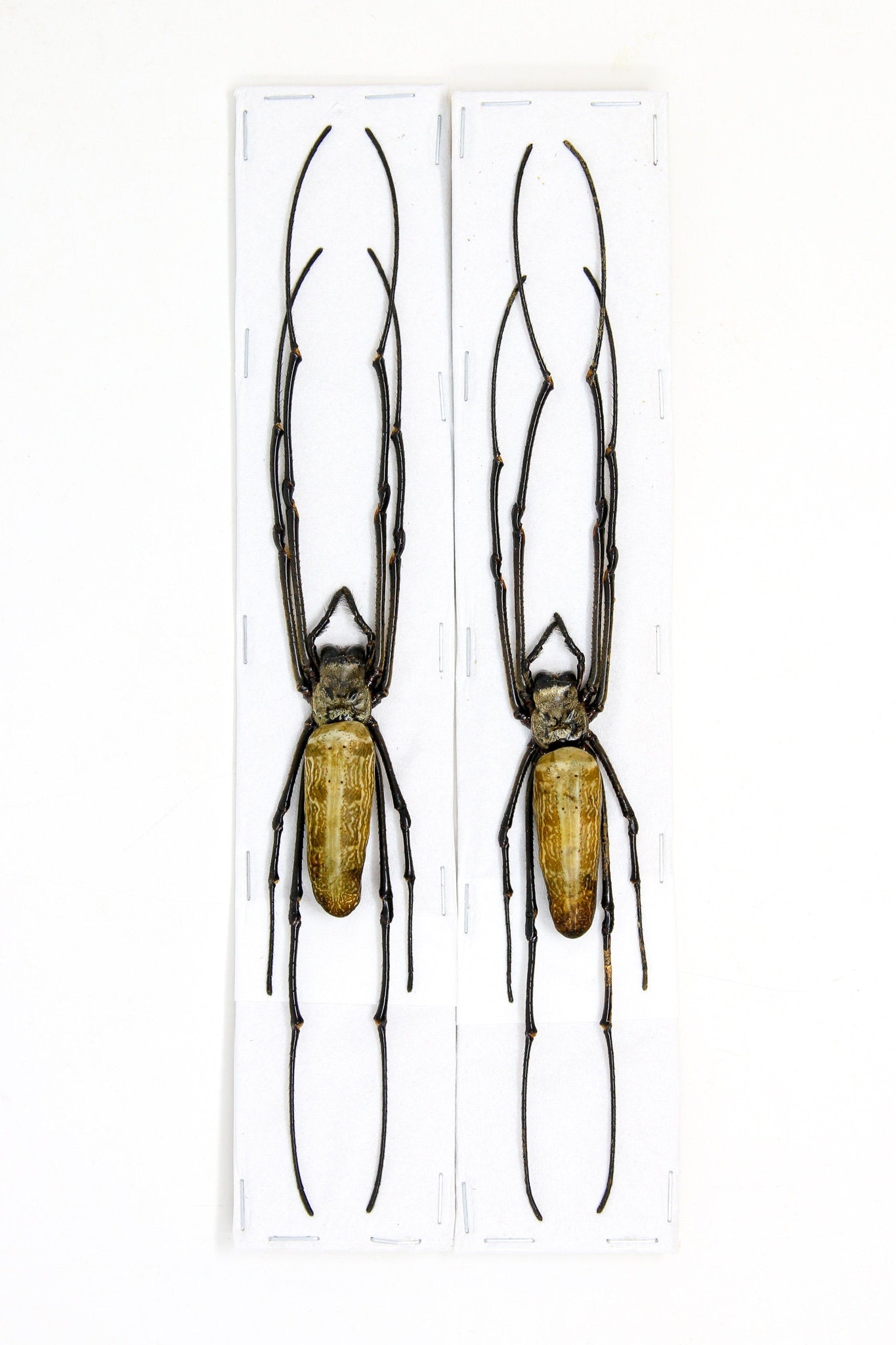 TWO (2) x Golden Orb Weaver Spiders (Nephila pilipes) A1 Dry-preserved Specimen 8 inches